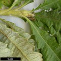 SpeciesSub: var. praemorsa